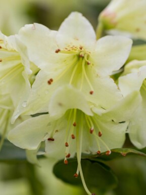 Zwergrhododendron 'Shamrock' Rhododendron 'Shamrock' strauch Rhododendron 'Shamrock' Strauch