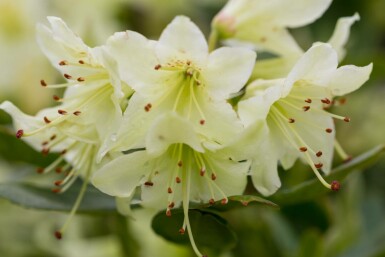 Zwergrhododendron 'Shamrock' Rhododendron 'Shamrock' strauch Rhododendron 'Shamrock' Strauch