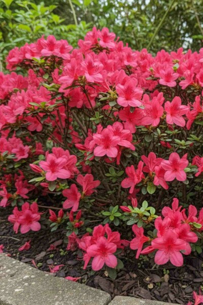 Japanische Azalee 'Moederkensdag' Azalea japonica 'Moederkensdag' strauch Azalea japonica 'Moederkensdag' Strauch