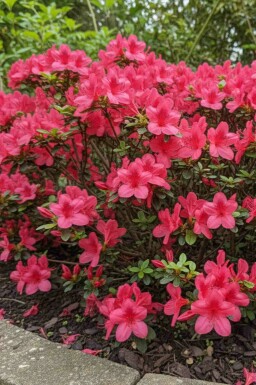 Japanische Azalee 'Moederkensdag' Azalea japonica 'Moederkensdag' strauch Azalea japonica 'Moederkensdag' Strauch