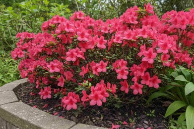 Japanische Azalee 'Moederkensdag' Azalea japonica 'Moederkensdag' strauch Azalea japonica 'Moederkensdag' Strauch