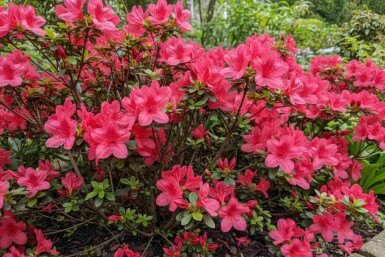 Japanische Azalee 'Moederkensdag' Azalea japonica 'Moederkensdag' strauch Azalea japonica 'Moederkensdag' Strauch