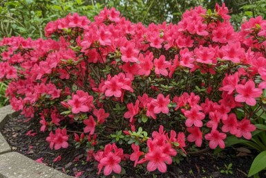 Japanische Azalee 'Moederkensdag' Azalea japonica 'Moederkensdag' strauch Azalea japonica 'Moederkensdag' Strauch