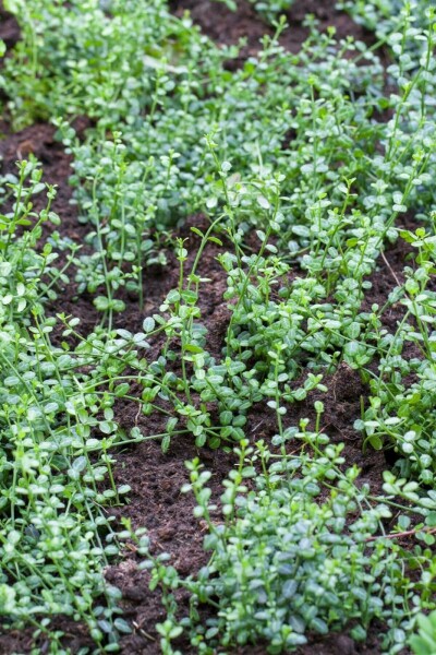 Kleinblättrige Teppichspindel 'Minimus' Euonymus fortunei 'Minimus' Strauch 25-30 C2 Euonymus fortunei 'Minimus' Strauch 25-30 cm