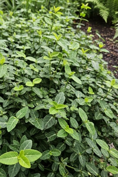 Teppich-Spindelstrauch Euonymus fortunei var. radicans Strauch 25-30 C2 Euonymus fortunei var. radicans Strauch 25-30 cm