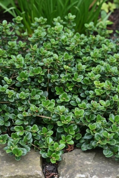 Kriechende Heckenkirsche 'Little Honey' Lonicera crassifolia 'Little Honey' strauch Lonicera crassifolia 'Little Honey' Strauch