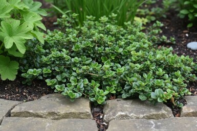 Lonicera crassifolia 'Little Honey' Strauch