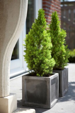 Zuckerhut-Fichte Picea glauca 'Conica Perfecta' strauch Picea glauca 'Conica Perfecta' Strauch