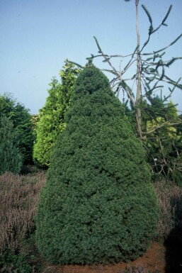 Zuckerhut-Fichte Picea glauca 'Conica Perfecta' strauch Picea glauca 'Conica Perfecta' Strauch
