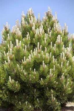 Krummholz-Kiefer Pinus mugo strauch Pinus mugo