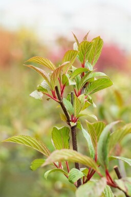 Duftender schneeball Viburnum bodnantense 'Charles Lamont' strauch Viburnum bodnantense 'Charles Lamont' Strauch