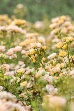 Bodendeckerrose 'Yellow Fairy' Rosa 'Yellow Fairy' strauch Rosa 'Yellow Fairy'