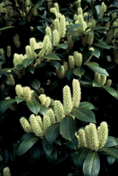 Kirschlorbeer 'Van Nes' Prunus laurocerasus 'Van Nes' strauch Prunus laurocerasus 'Van Nes' Strauch