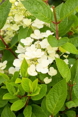 Rispenhortensie Hydrangea paniculata 'Early Sensation' strauch Hydrangea paniculata 'Early Sensation' Strauch
