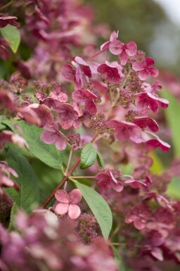 Hydrangea paniculata 'Early Sensation'