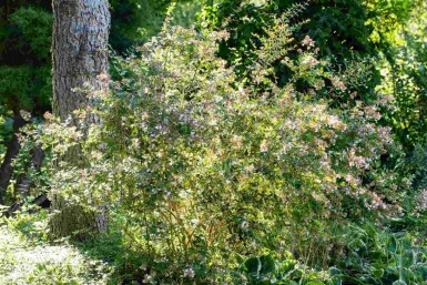 Großblütige abelie Abelia grandiflora 'Edward Goucher' strauch Abelia grandiflora 'Edward Goucher' Strauch