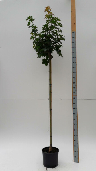 Kugel-Ahorn Acer platanoides 'Globosum' kugelförmig stammumfang 6-8 stammhöhe 120 T Acer platanoides 'Globosum' Halbstamm 6/8 120cm Stamm