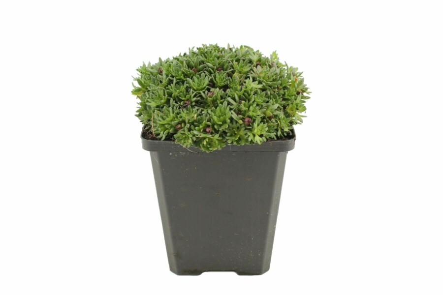 Garten-Moos-Steinbrech Saxifraga 'Peter Pan' 5-10 Topf 9x9 cm (P9) Saxifraga 'Peter Pan'