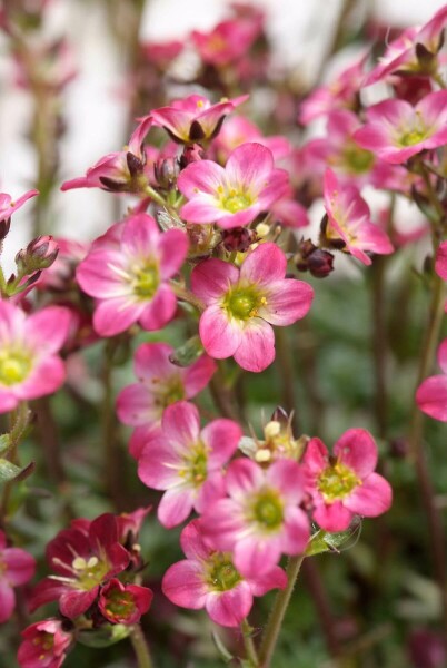 GartenMoosSteinbrech Saxifraga 'Peter Pan' 510 Topf 9x9 cm (P9
