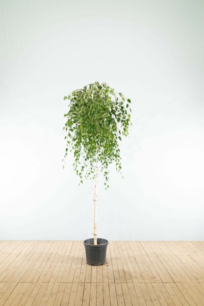 Hängebirke Betula pendula 'Youngii' Trauerförmig Stammumfang 10-12 T Betula pendula 'Youngii' Trauerform 10/12