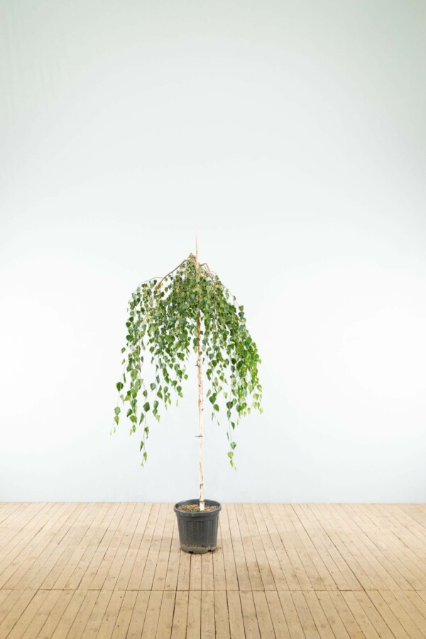 Hängebirke Betula pendula 'Youngii' Trauerförmig Stammumfang 10-12 T Betula pendula 'Youngii' Trauerform 10/12