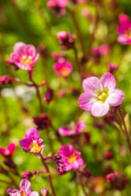 Saxifraga (A) 'Blütenteppich'