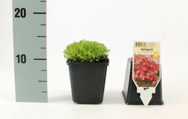 Moossteinbreck Saxifraga (A) 'Blütenteppich' 5-10 Topf 9x9 cm (P9) Saxifraga (A) 'Blütenteppich'