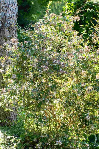 Großblütige abelie Abelia grandiflora 'Edward Goucher' strauch 30-40 C3 Abelia grandiflora 'Edward Goucher' Strauch 30-40 cm