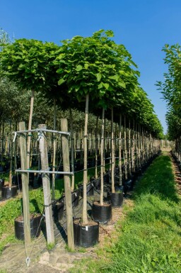 Gemeiner Trompetenbaum Catalpa bignonioides 'Nana' Kugelförmig Catalpa bignonioides 'Nana' Kugelförmig