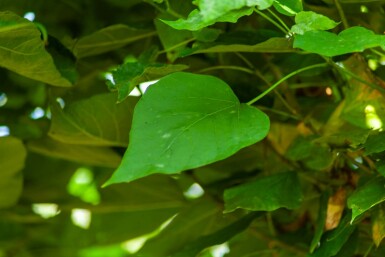 Gemeiner Trompetenbaum Catalpa bignonioides 'Nana' Kugelförmig Catalpa bignonioides 'Nana' Kugelförmig