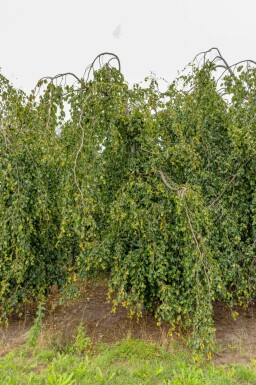 Hänge-Buche Fagus sylvatica 'Pendula' Trauerförmig Fagus sylvatica 'Pendula' Trauerform