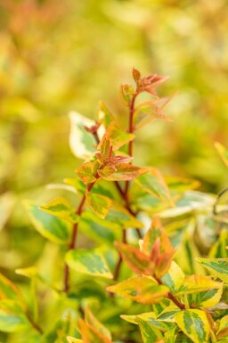 Großblütige abelie Abelia grandiflora 'Kaleidoscope' strauch Abelia grandiflora 'Kaleidoscope' Strauch