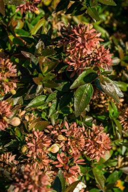 Großblütige abelie Abelia grandiflora 'Sherwood' strauch Abelia grandiflora 'Sherwood' Strauch