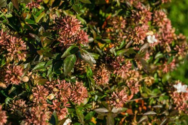 Großblütige abelie Abelia grandiflora 'Sherwood' strauch Abelia grandiflora 'Sherwood' Strauch