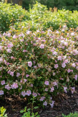 Großblütige abelie Abelia grandiflora 'Pinky Bell's' strauch Abelia grandiflora 'Pinky Bell's' Strauch