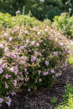 Großblütige abelie Abelia grandiflora 'Pinky Bell's' strauch Abelia grandiflora 'Pinky Bell's' Strauch