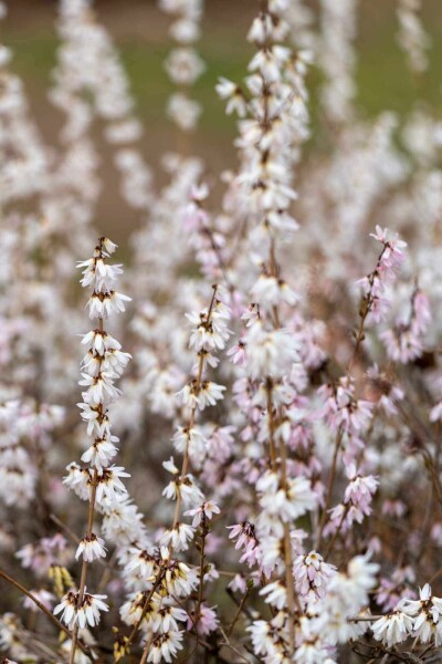 Schneeforsythie Abeliophyllum distichum strauch Abeliophyllum distichum Strauch