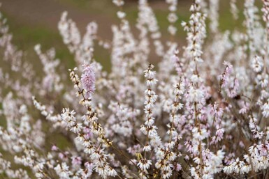 Schneeforsythie Abeliophyllum distichum strauch Abeliophyllum distichum Strauch