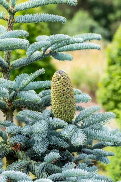 Edeltanne Abies procera 'Glauca' strauch Abies procera 'Glauca' Strauch