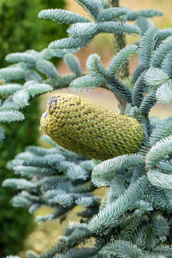 Edeltanne Abies procera 'Glauca' strauch Abies procera 'Glauca' Strauch