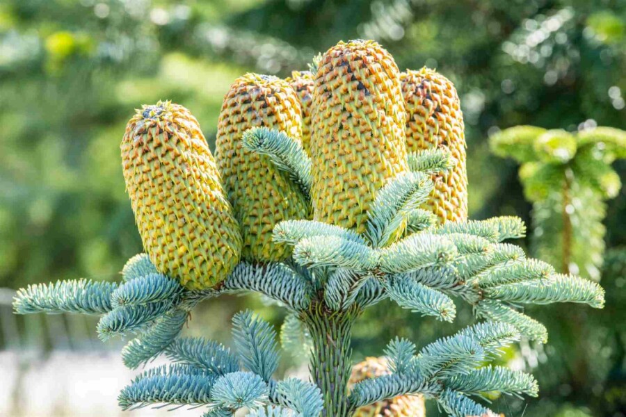 Edeltanne Abies procera 'Glauca' strauch Abies procera 'Glauca' Strauch