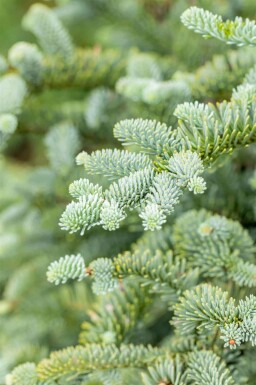 Edeltanne Abies procera 'Glauca' strauch Abies procera 'Glauca' Strauch