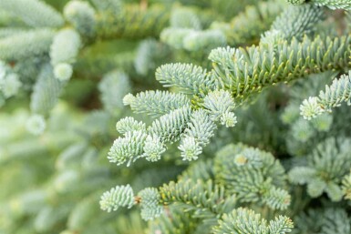 Edeltanne Abies procera 'Glauca' strauch Abies procera 'Glauca' Strauch