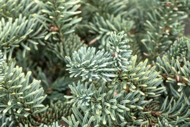 Edeltanne Abies procera 'Glauca' strauch Abies procera 'Glauca' Strauch