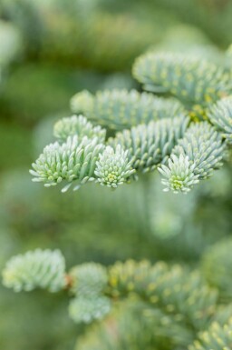 Edeltanne Abies procera 'Glauca' strauch Abies procera 'Glauca' Strauch