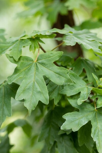 Feldahorn Acer campestre Strauch 100-125 C7,5 Acer campestre Strauch 100-125 cm