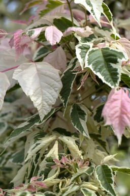 Eschen-Ahorn Acer negundo 'Flamingo' strauch Acer negundo 'Flamingo' Strauch