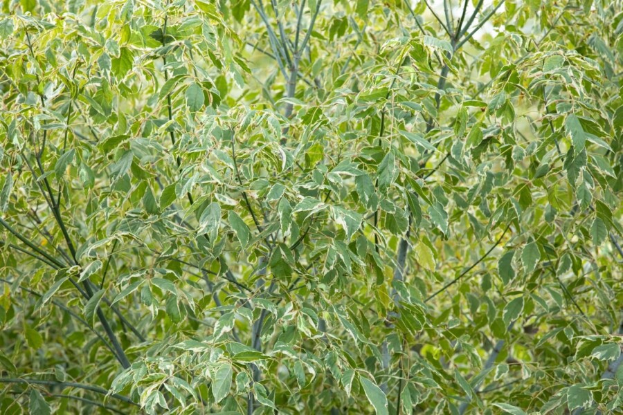Silbereschen Ahorn Acer negundo 'Variegatum' strauch Acer negundo 'Variegatum' Strauch