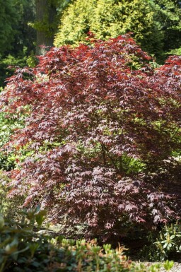 Japanischer ahorn Acer palmatum 'Bloodgood' strauch Acer palmatum 'Bloodgood' Strauch