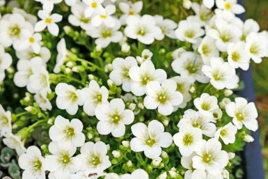 Moossteinbreck Saxifraga (A) 'Schneeteppich' 5-10 Topf 9x9 cm (P9) Saxifraga (A) 'Schneeteppich'